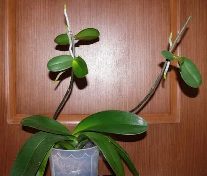 Hogyan növekszik és külön Babe tüske phalaenopsis