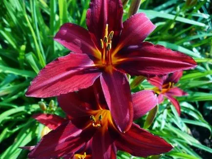 Cum să crească daylilies în design peisagistic