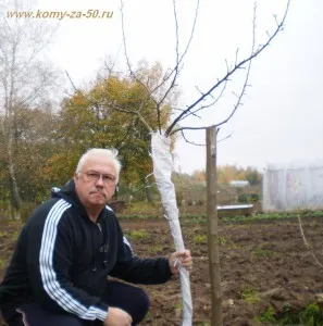 Як захистити дерева від зайців