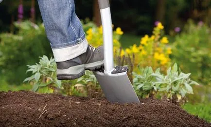 Cum de a proteja meri de la iepuri, sfaturi novice grădinari