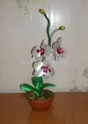 kanzasi orchidea