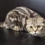 Sphynx котка снимка, характер на порода, описание, видео
