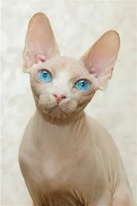 Sphynx fotografii pisică, cumpărare, preț, video