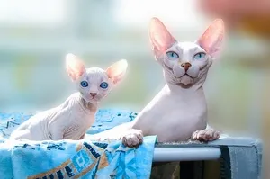 Szfinx macska fotók, vásárlás, ár, videó