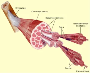 Cardio éhgyomorra, a kardió edzés éhgyomorra