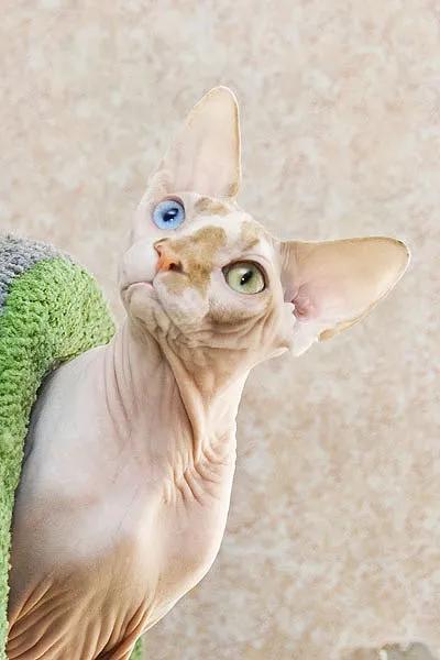 Sphynx fotografii pisică, cumpărare, preț, video