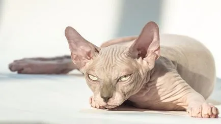 Sphynx котка снимка, характер на порода, описание, видео