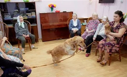 Canistherapy az idősek, hogyan válasszuk ki a kutya terápia