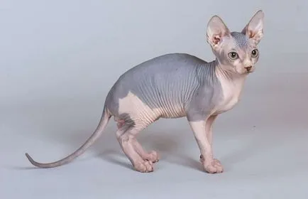 Sphynx pisica fotografie, natura rasei, descriere, videoclip