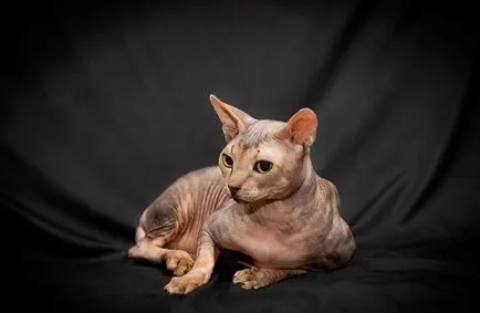 Sphynx котка снимка, характер на порода, описание, видео