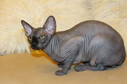 Sphynx котка снимка, характер на порода, описание, видео