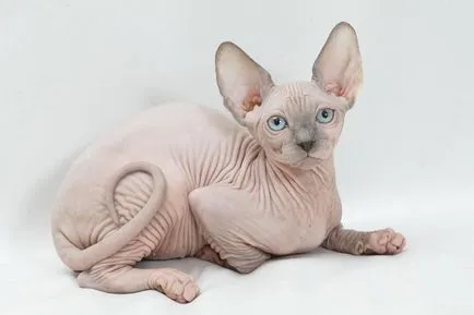 Sphynx котка снимка, характер на порода, описание, видео