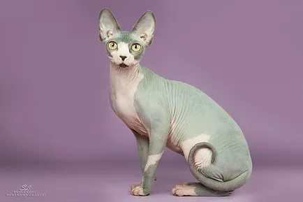 Sphynx котка снимка, характер на порода, описание, видео