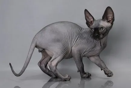 Sphynx котка снимка, характер на порода, описание, видео