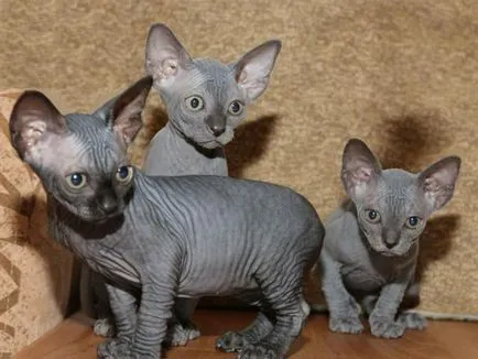 Sphynx котка снимка, характер на порода, описание, видео