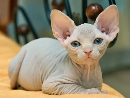 Sphynx котка снимка, характер на порода, описание, видео