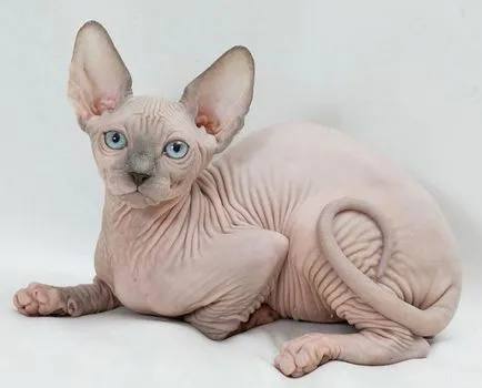 Sphynx котка снимка, характер на порода, описание, видео