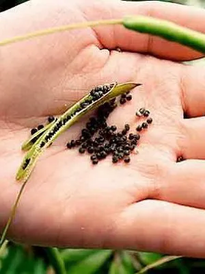 Cleomenes fotografii de flori și de plantare în grădină Cleomenes