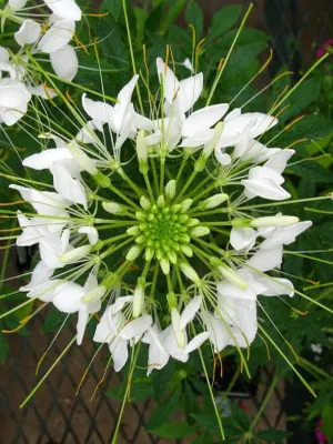 Cleomenes fotografii de flori și de plantare în grădină Cleomenes