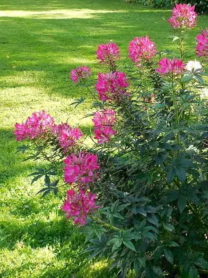 Cleomenes fotografii de flori și de plantare în grădină Cleomenes