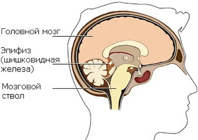 Нематода на епифизната жлеза на мозъка води, последици и лечение на заболяване