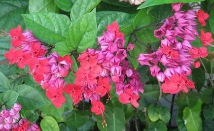 ingrijire Clerodendrum Thompson acasa!