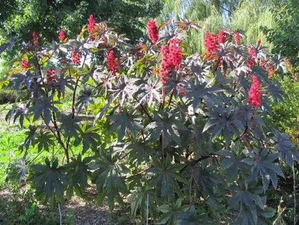 Ricinus ültetés és gondozás a nyílt terepen, fotó