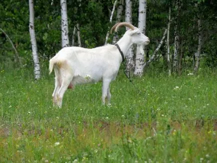 De ce vis de o capră sau lapte de capră o femeie și un bărbat într-un vis, pentru a vedea alb animale, negru, cu