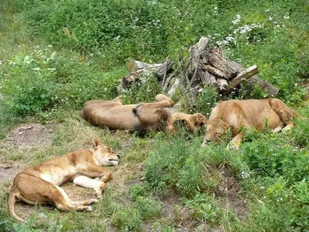 Kiev Zoo în Kiev