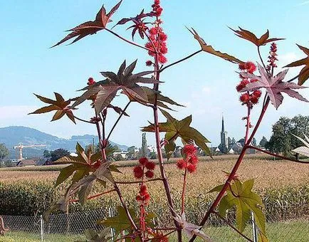 plantare de fasole de ricin și de îngrijire în câmp deschis, fotografie