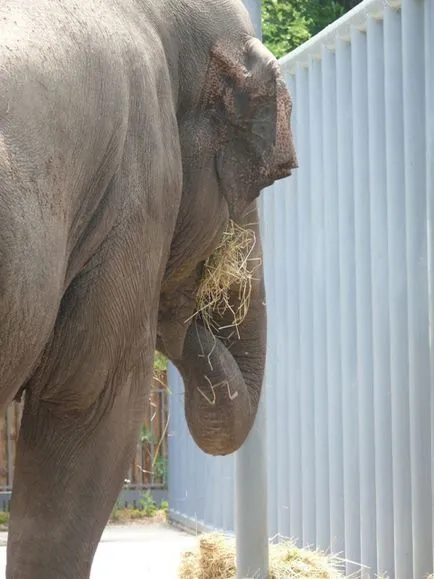 Kiev Zoo în Kiev