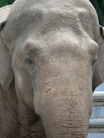 Kiev Zoo în Kiev