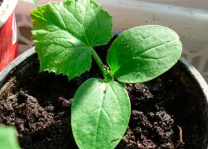 Când răsaduri de plante de castravete în Siberia