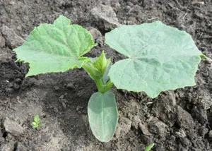 Când răsaduri de plante de castravete în Siberia