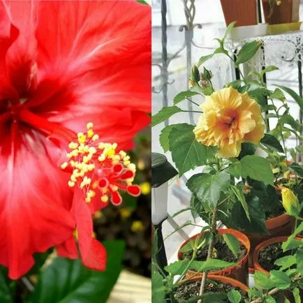 Hibiscus цвете стая в дома си снимка, отглеждане и размножаване