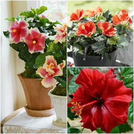 Hibiscus цвете стая в дома си снимка, отглеждане и размножаване