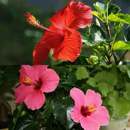 Hibiscus цвете стая в дома си снимка, отглеждане и размножаване