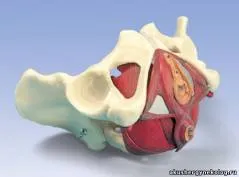 Bony medence - Anatómiai - szülészet-nőgyógyászat konzultáció diagnózis, cikkek - Szülészeti és