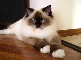 pisica Ragdoll, animalele mele de companie