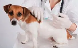 Enterita coronavirus, coronavirus la câini - cauze, simptome, tratament, si