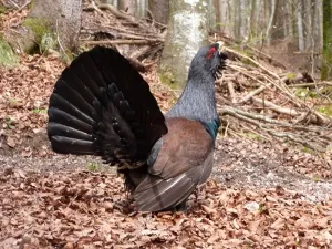 Pisica a căzut de pe balcon - lumea animală