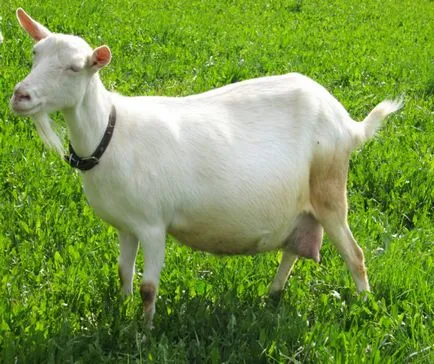 Хранене на козите преди агненето, диета и особено зимата меню