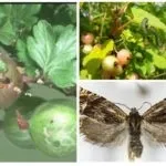 Листках вогнівка - загін, яку завдають шкоди, методи боротьби, фото (шкода) Листках вогнівка - загін, яку завдають шкоди, методи боротьби, фото
