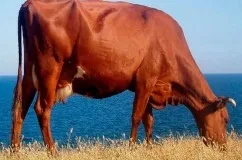 Красногорбатовская порода корів характеристика, опис з фото і відгуками тваринників (корів) Красногорбатовская порода корів характеристика, опис з фото і відгуками тваринників