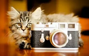 Красиві фотографії кішок - донський сфінкс Крисік (фотографії) Красиві фотографії кішок - донський сфінкс Крисік
