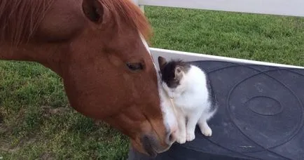 Pisica si calul au devenit cei mai buni prieteni și în mod constant petrece timp împreună