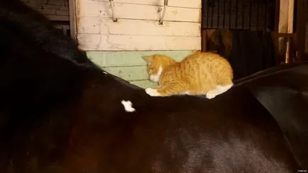 Pisica si calul au devenit cei mai buni prieteni și în mod constant petrece timp împreună