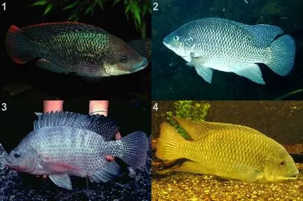 Отглеждането на Tilapia хибриди