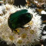 Vásárlás Diablo physocarpus physocarpus opulifolius diabolo - a faiskolai növények florinipitomnik