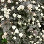 Cumpara Diablo physocarpus physocarpus opulifolius Diabolo - în pepinieră plante florinipitomnik